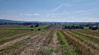 Ja po prostu lubię sex