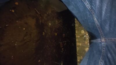 Ginger wets himself on bench