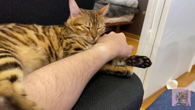 Incredibly beautiful with big tail 