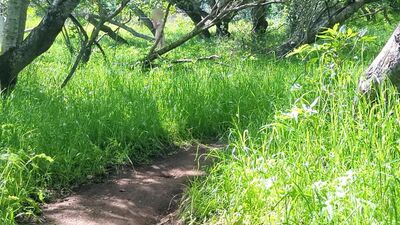 Pale Redhead Hikes Nude And Spreads Herself Open On Trail - Pepper Starks