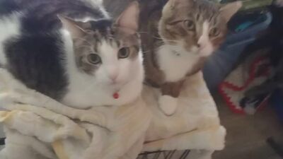 Two Cute Kittens Getting Jealous